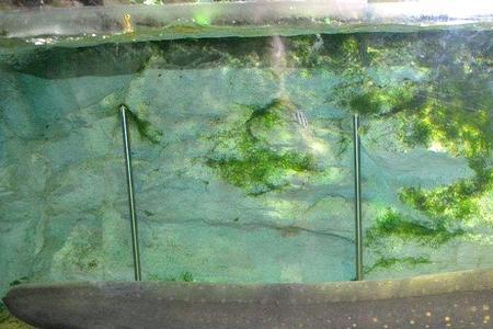 电鳗生活在多深的水里