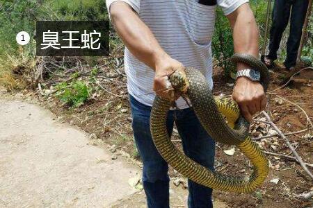 绿林蛇臭吗