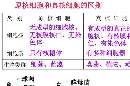 所有原核生物都含有核糖体吗