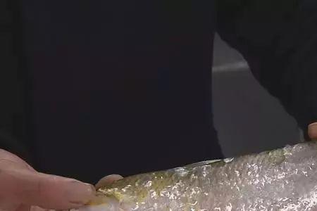 刀鱼身上的圆骨何用