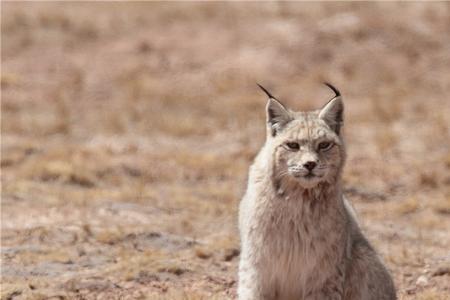 北京山区有猞猁吗