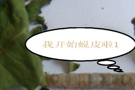 蚕脚上的细毛是什么