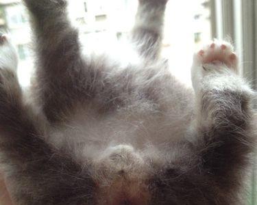 家里一只公猫一只母猫怎么避孕