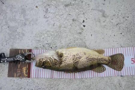 蒙塔尼mgl和21阿尔法钓鳜鱼怎么选