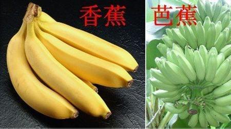 为什么有的香蕉个头特别大