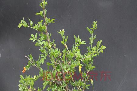 黄金雀盆景的养殖方法