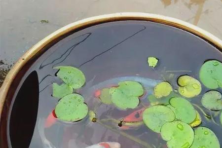 锦鲤吃碗莲怎么办叶子都吃光了