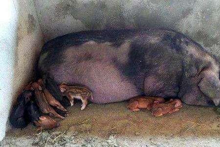 母猪产下一只小猪间隔多久不产