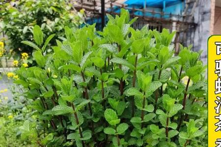 花与香水与猫怎么刷金色种子