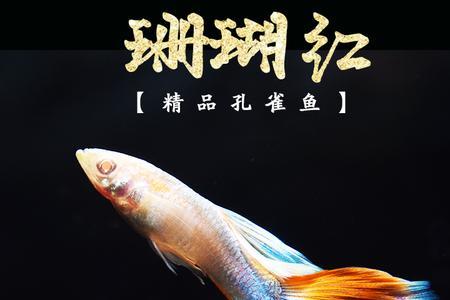 母孔雀鱼的肚子上为什么发紫