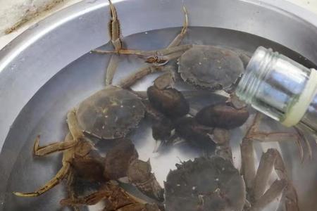 毛蟹可以一直在水里吗