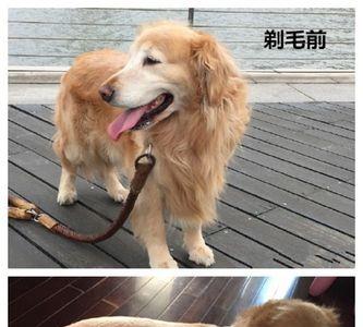 狗狗剃毛后不长粗毛了