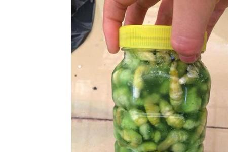 豆丹养殖风险有哪些
