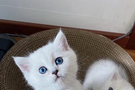 银渐层猫为什么不让抱