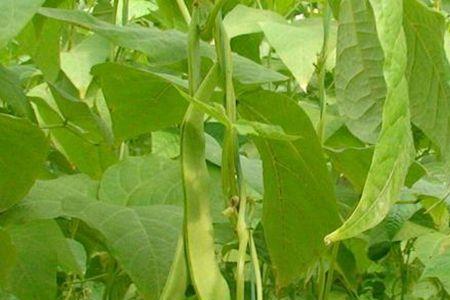 大棚芸豆锌中毒怎样解救