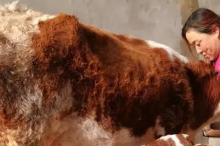 什么季节下牛犊好