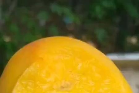 黄金油桃种植条件