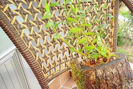 石斛盆栽的种植方法冬天