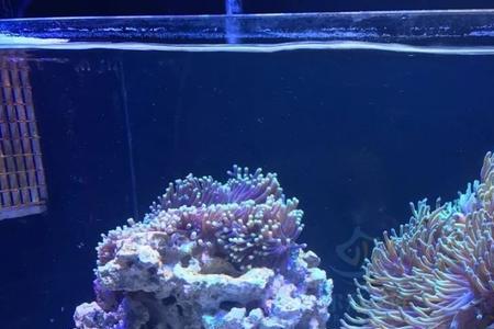 海缸海葵吐肠会死吗