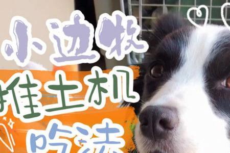 边牧吃生骨肉还是吃熟骨肉