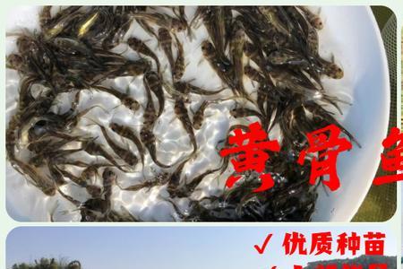 重庆黄骨鱼养殖靠谱吗