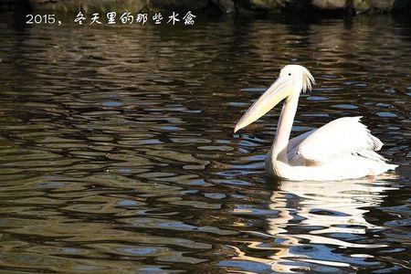 美丽的意思
