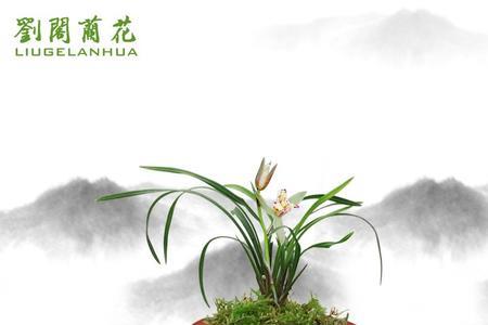 兰花爆芽素哪个品牌的好