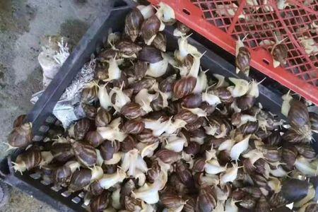 白玉蜗牛不吃不喝能活多长时间