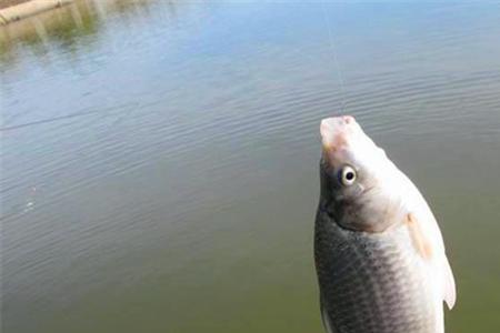 三月钓鲫鱼钓底还是浮