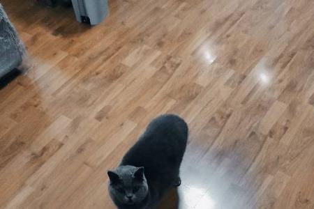 猫被吸尘器声音吓着了怎么办