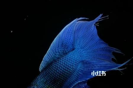 帝王蓝和无纹蓝斗鱼哪个好看
