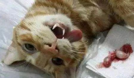 母猫哈气公猫的原因