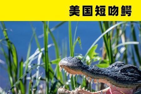 握力为10的动物