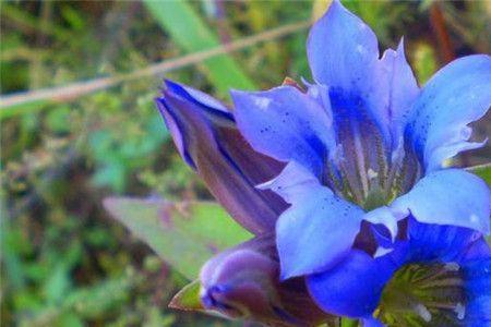 龙胆花适合在广东吗