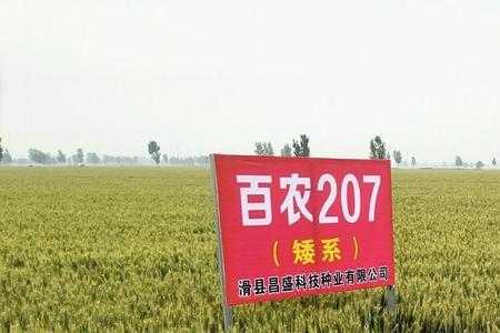 百农307亩用多少种子