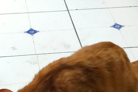 猫猫能吃红薯吗