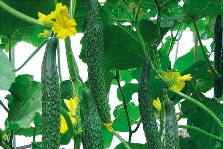 6月份种黄瓜什么时候结瓜