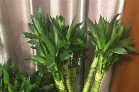 节节高前面那句是什