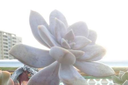 华丽风车怎样叶插