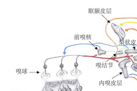 如何判断自己嗅觉灵敏