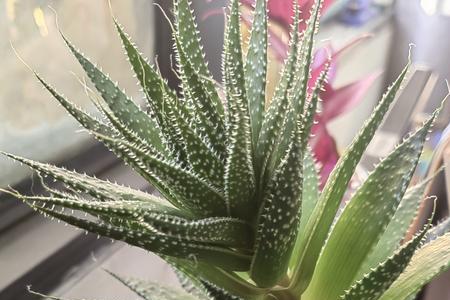 波露雪花芦荟长侧芽要修剪吗
