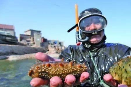 红海参能养殖吗