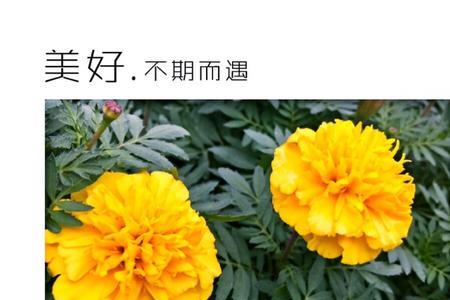 幸福灿烂无比的意思