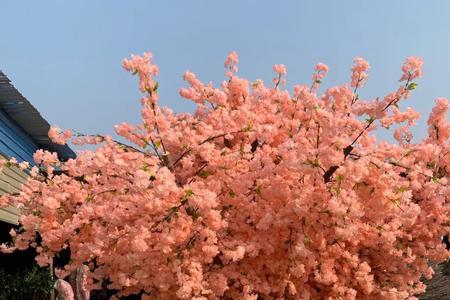 樱花树锯了只留着树干能死吗