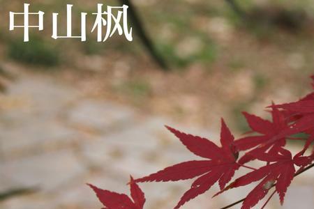 春夏秋冬像什么植物