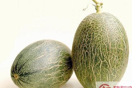 北方哈密瓜几月份成熟