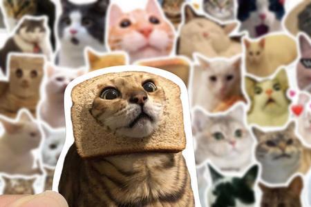 猫头上贴纸为什么不动