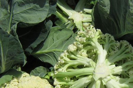 松花菜生长慢用什么药
