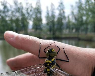 蜻蜓点水是什么现象