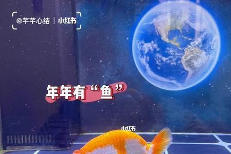 养兰寿可以放大叶榕吗